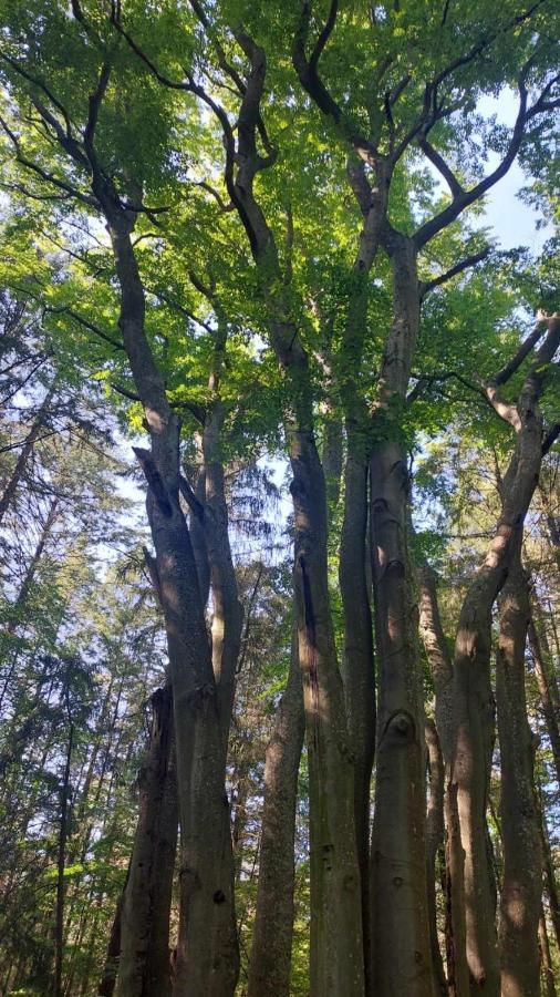 Dom W Trawach Apartman Smoldzinski Las Kültér fotó